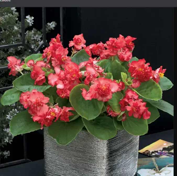 Begonia Semflorens Fiona Red Flower Seeds