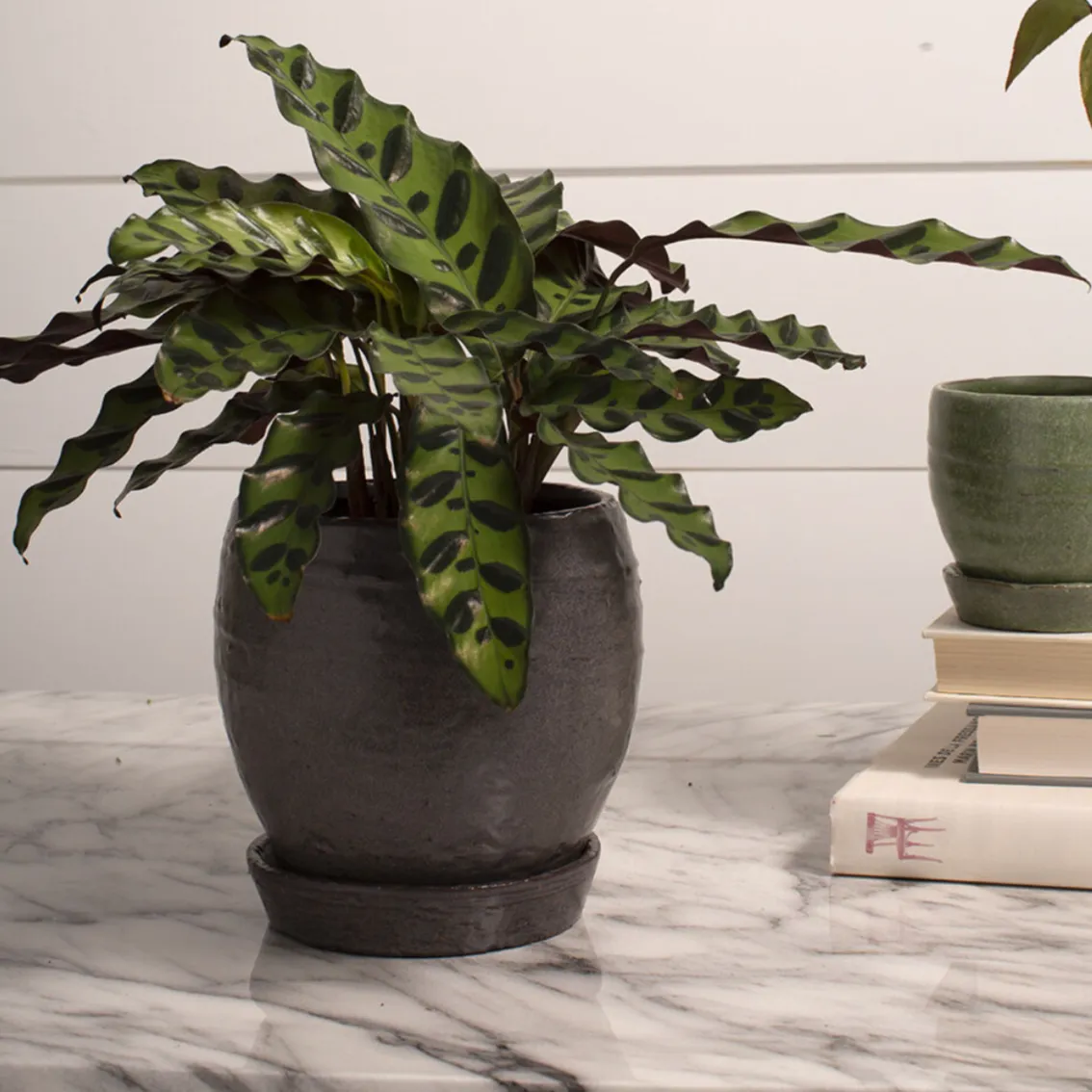 Bradford Planter