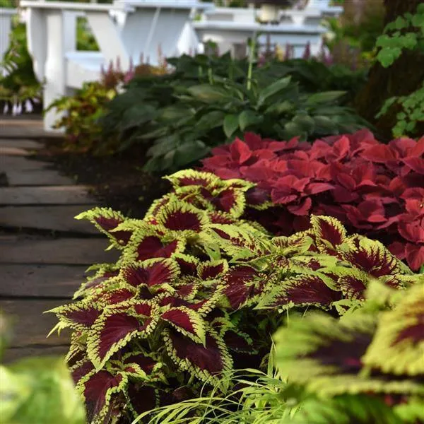 Coleus Kong Scarlet Seeds