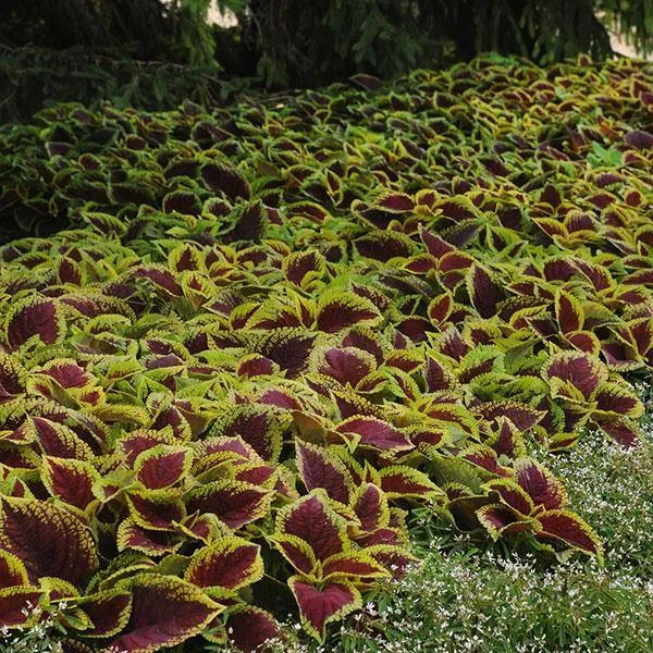 Coleus Kong Scarlet Seeds